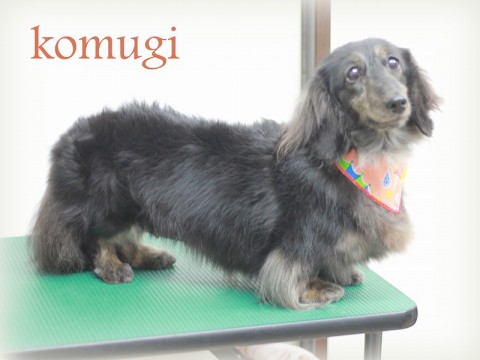 ヨシダコムギ150805