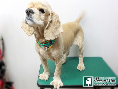 ハラダチェリー151230