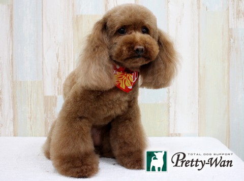 オオシマアズキ160622