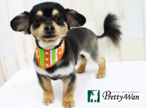 ウジイエココア160423