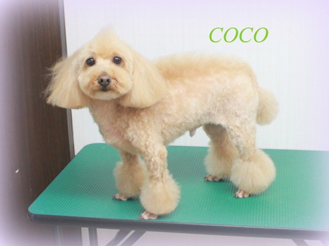 ＊フルヤココ150513