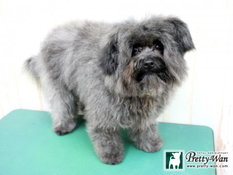 ハラダハンナ160203