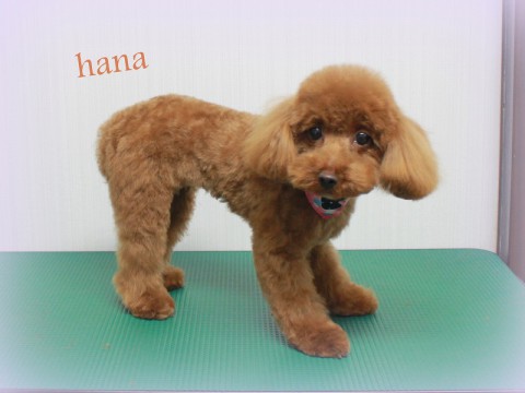 4月10日かわむらハナ