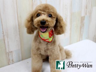 %e3%82%b3%e3%83%90%e3%82%bf%e3%82%a2%e3%83%b3%e3%83%8b%e3%83%a5%e3%83%bc160923