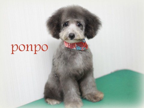 イノウエポンポ150811