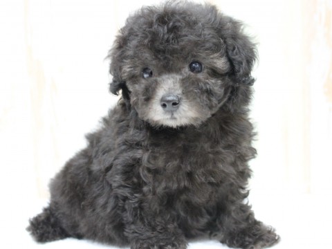 IMG_4729 - コピー