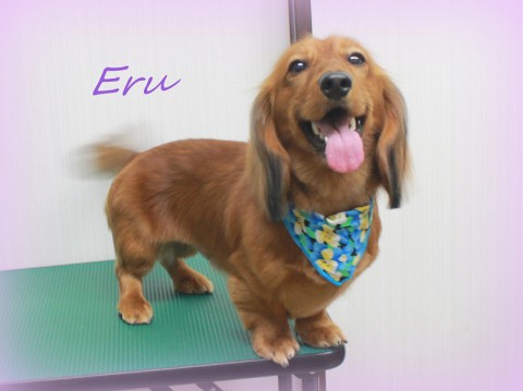 グシケンエル150610