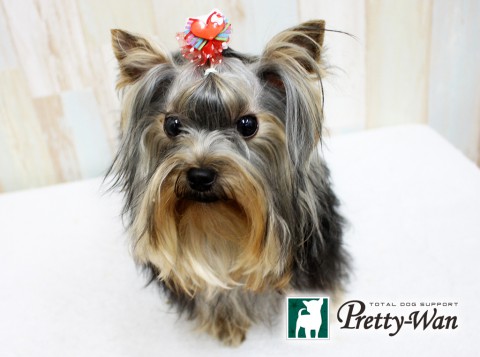 カトウココ160423