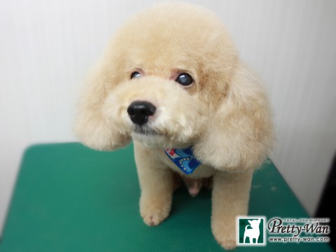 ホリオマロー151124