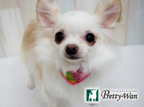 ツルミオハナ160611