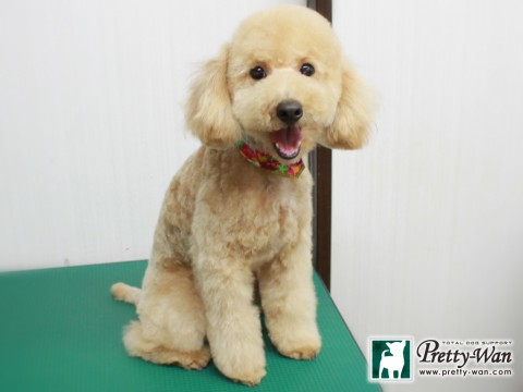 タチバナモモ151230