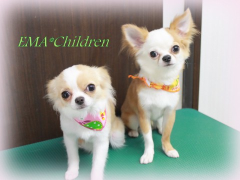 コウメ＆チャチャマル150503