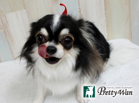 カトウアリン160515