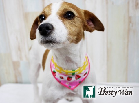 イズミフェアリー160430