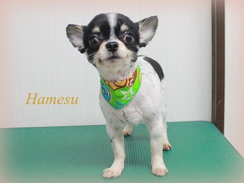 ハットリハメス150525