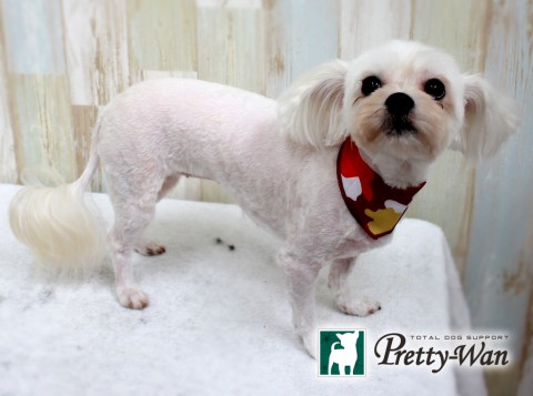 ウシダベリー160427