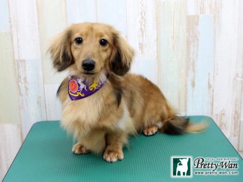 ハラダキララ160206