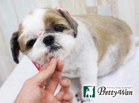 コンドウチョロ160423