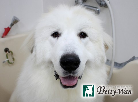 タニサカハク160516