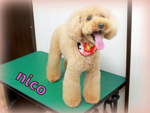 4月20日永井ニコ