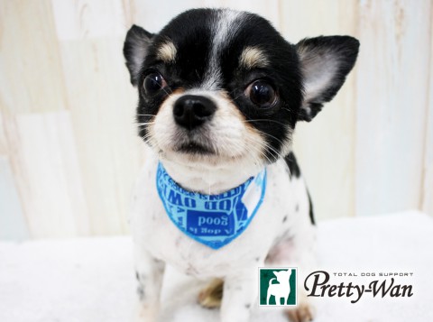 ハットリハメス160524