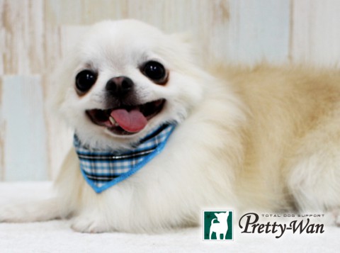 マツダルイ160604