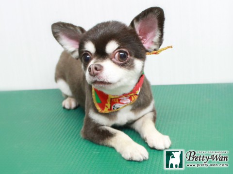 ヤマウチミルク151229