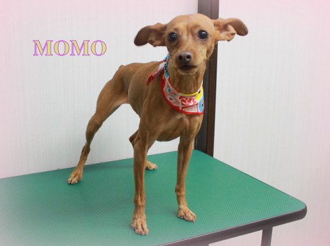 3月29日木村モモ