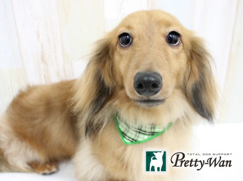 ハラダキララ160603