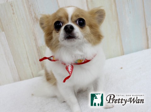 ハシモトマーミ160525