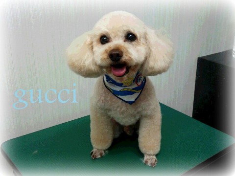 キリムラグッチ150823