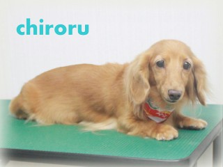 イケダチロル150729