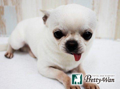 フジイシシマル160513