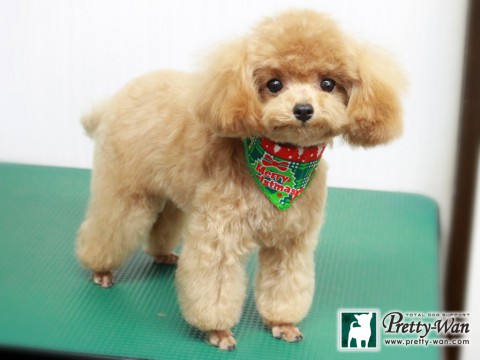 ウサミチャコ151218