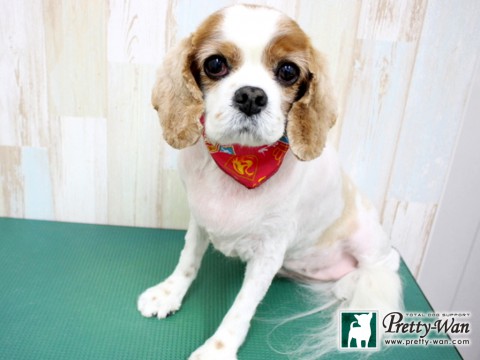 タザワバニラ160131