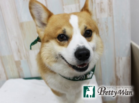 ヤマザキテリー160401