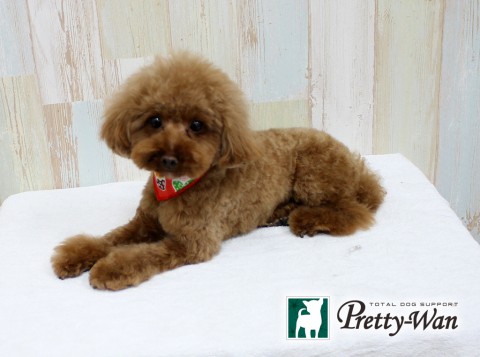 カワムラハナ160309