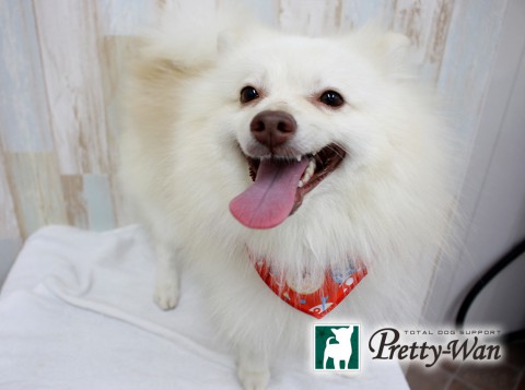 イヌカイライム160315