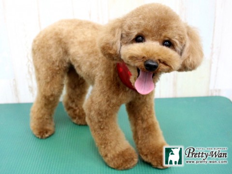 ビダバディイアン160126