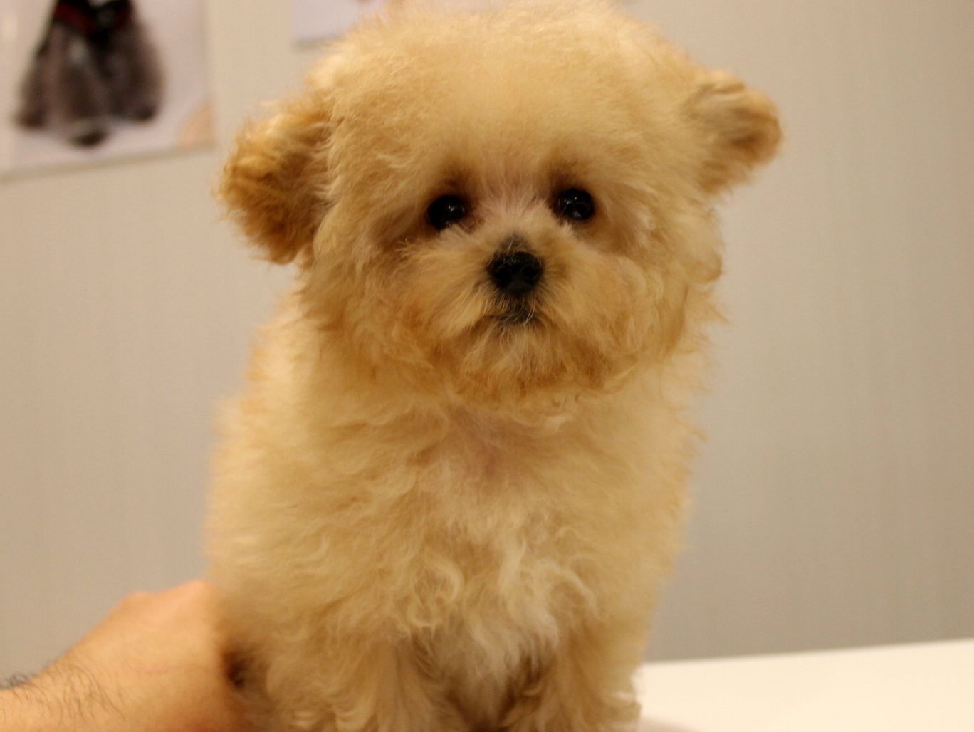 ティーカッププードルのポンデちゃんが可愛い件 プリティー ワン