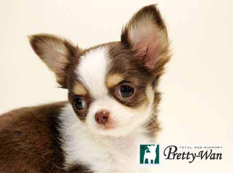 ロングコートチワワ　チョコタンホワイト