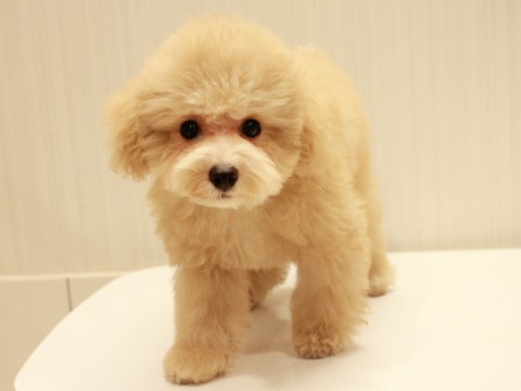 IMG_2241