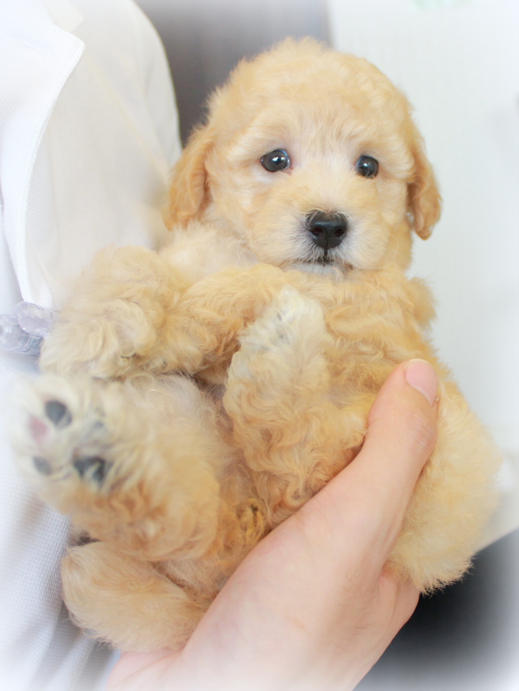 トイプードル男の子 クリーム ブラックタン プリティー ワン