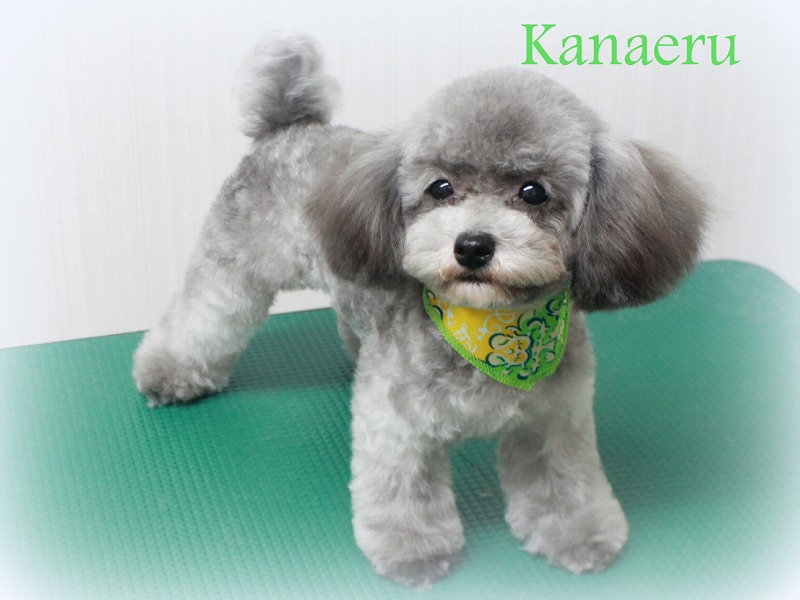 ローズちゃん カナエルちゃん プリティー ワン