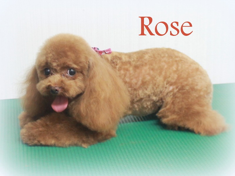 ローズちゃん カナエルちゃん プリティー ワン