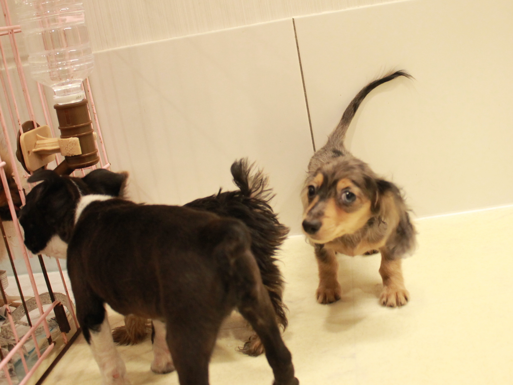 シルバーダップルの極小カニヘンダックスが可愛い プリティー ワン シルバーダップルの極小カニヘンダックスが可愛い プリティー ワン