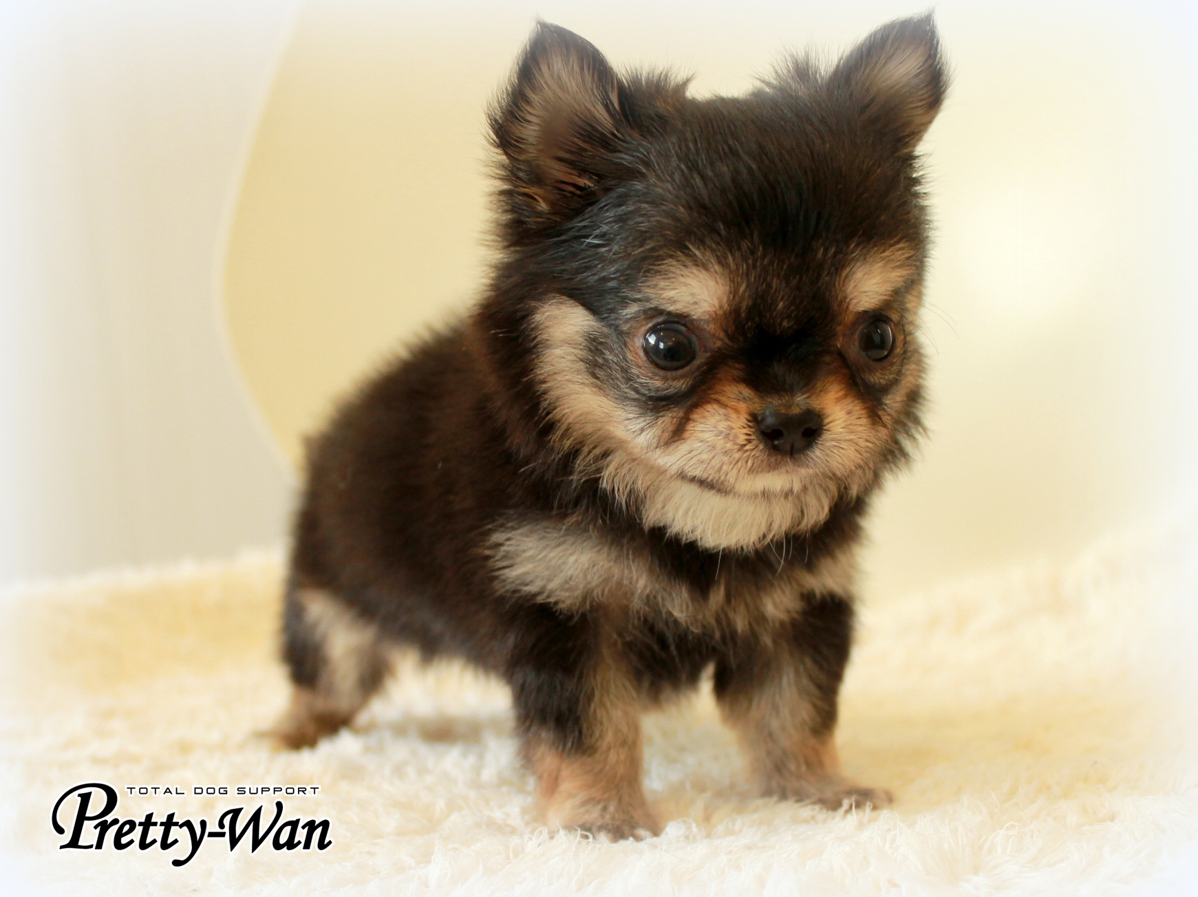 チワワちゃん ブラックタン仲間入り プリティー ワン