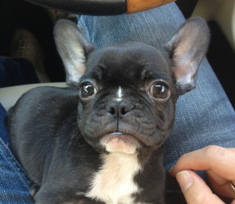 可愛いフレンチブルドッグのアデルちゃん プリティー ワン