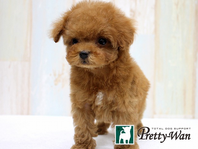 可愛いティーカッププードル入店しました プリティー ワン