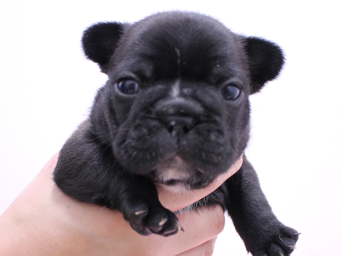 フレンチブルドッグの赤ちゃんたち プリティー ワン